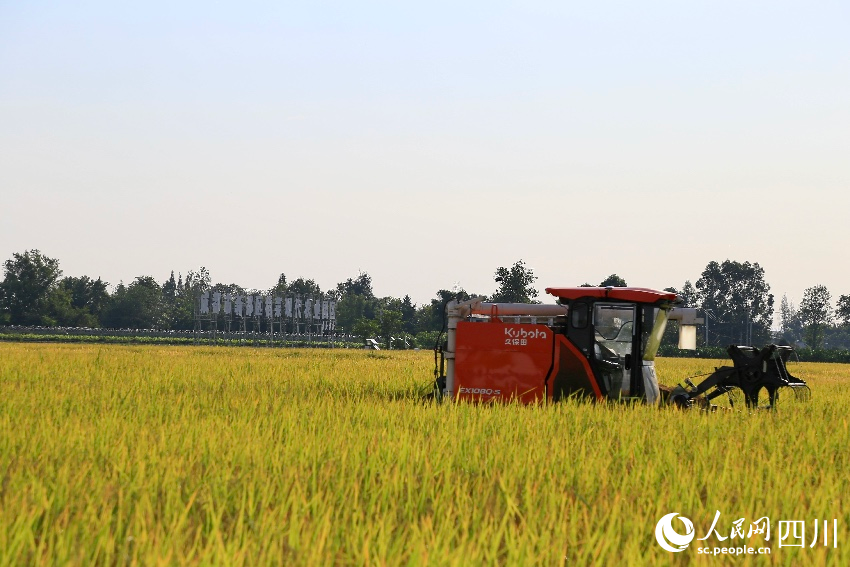 豐收的天星村。人民網記者  朱虹攝