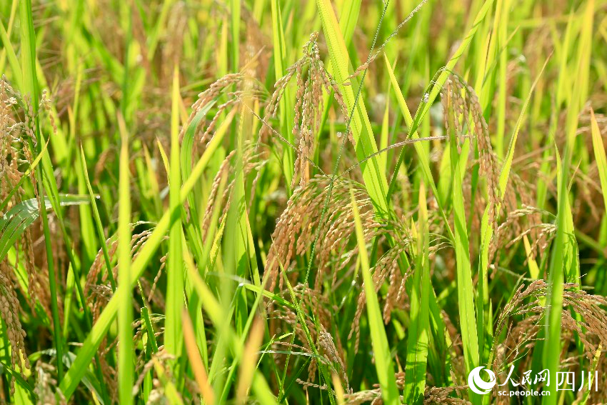 豐收的天星村。人民網記者 朱虹攝