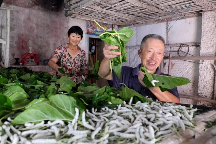 村民養蠶。姚陽攝