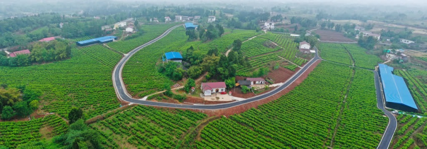 東山鎮蠶桑產業。姚陽攝