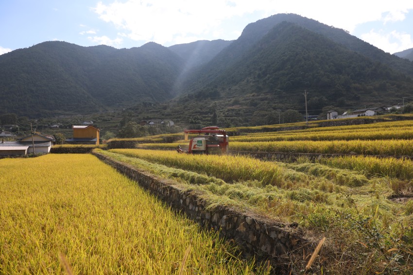 “螺髻香2號”喜獲豐收。德昌縣委宣傳部供圖