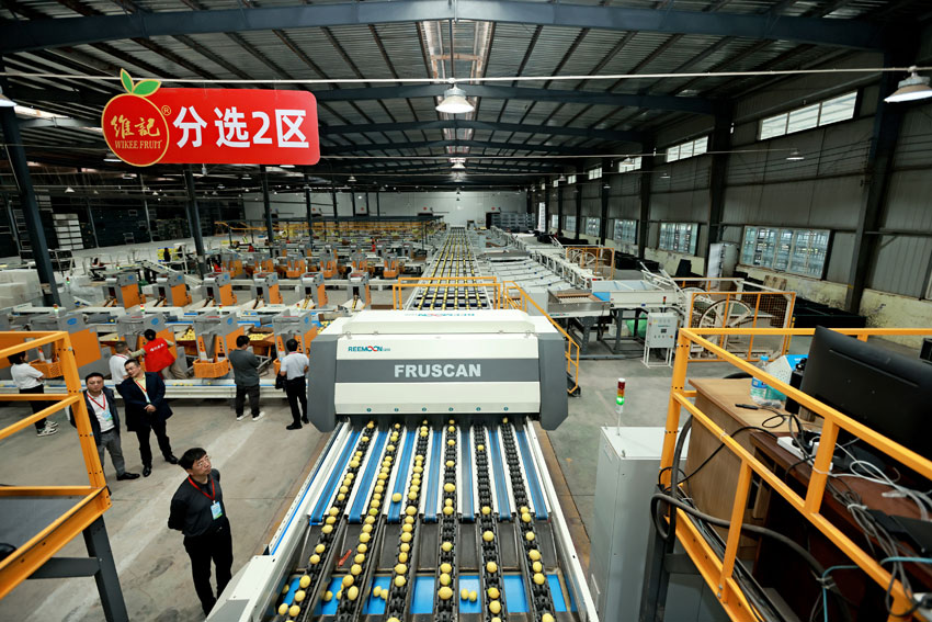 現代化的水果處理生產線。安岳縣委宣傳部供圖