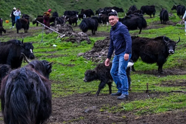 貢布澤仁在家鄉放牧。索朗刀登攝