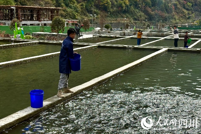 工作人員投喂飼料。人民網記者 朱虹攝
