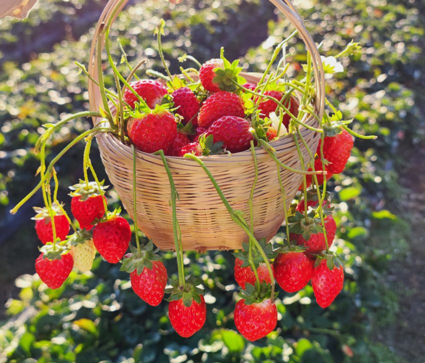 德昌縣成熟的草莓。德昌縣委宣傳部供圖