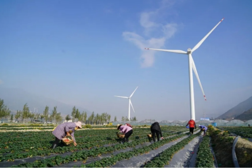 正在采摘成熟的草莓。德昌縣委宣傳部供圖