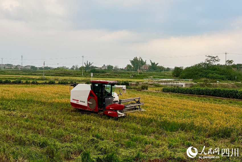 再生稻收割現場。人民網記者 朱虹攝