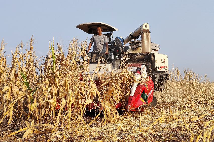 綿陽游仙晚玉米迎來收獲期，機械化收割幫大忙。游仙區融媒體中心供圖