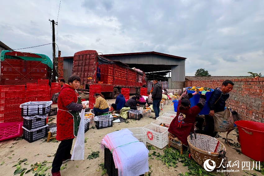 村民們忙著分裝愛媛果凍橙。人民網記者 朱虹攝
