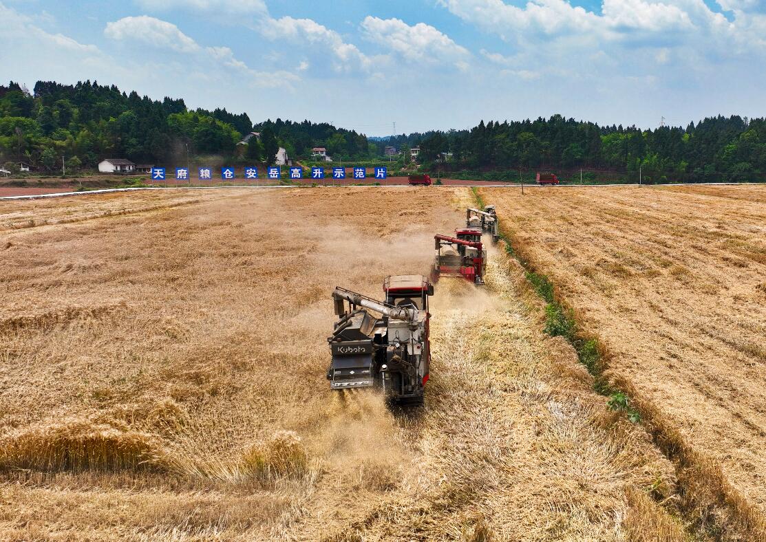 “天府糧倉”安岳高升示范片小麥集中收割