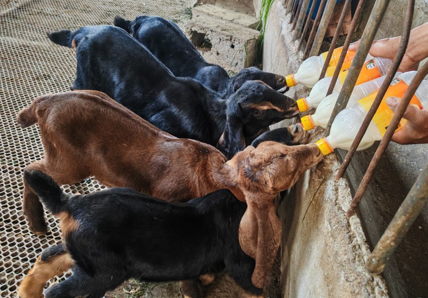 付祥養殖的努比亞黑山羊。德昌縣委宣傳部供圖
