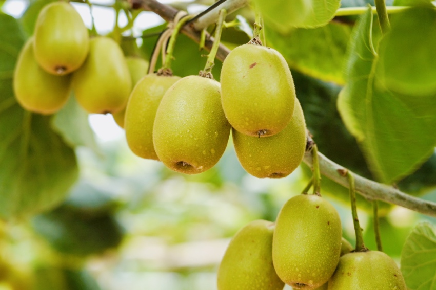 蒼溪紅心獼猴桃。受訪者供圖