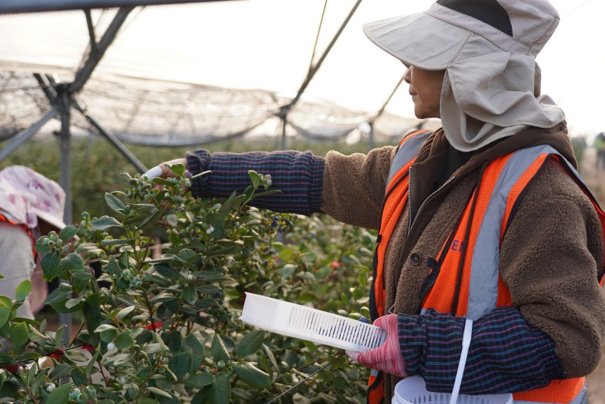 工人正在采摘成熟的藍莓。德昌縣委宣傳部供圖