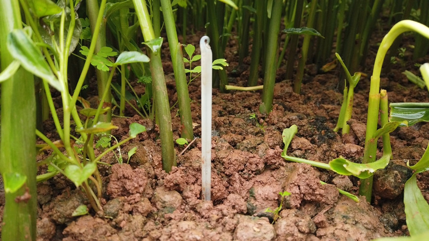 插在姜地里，用于測量溫度的測溫計。謝金成攝