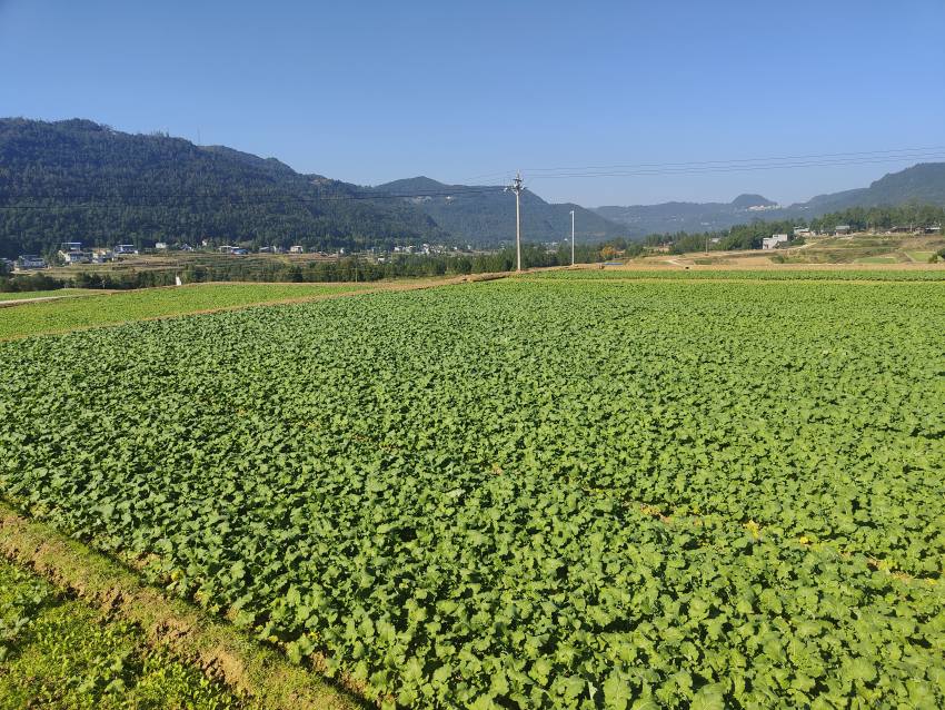 尹家下蘇現代糧油產業園區，運用無人機播撒技術的“宜油47”油菜長勢喜人。宜賓市結對幫扶巴中市恩陽區工作隊供圖