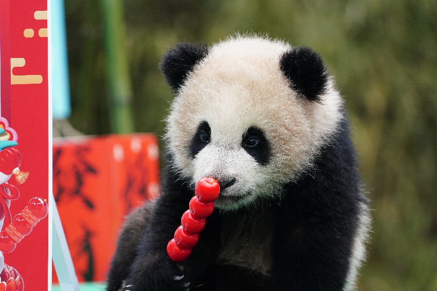 2024級熊貓寶寶集體拜年。大熊貓國家保護研究中心供圖