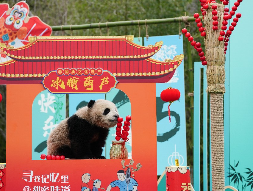 2024級熊貓寶寶集體拜年。大熊貓國家保護研究中心供圖