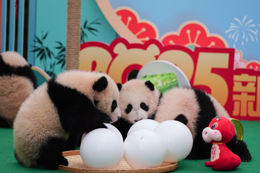 2024級熊貓寶寶集體拜年。大熊貓國家保護研究中心供圖