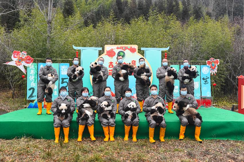 2024級熊貓寶寶集體拜年。大熊貓國家保護研究中心供圖