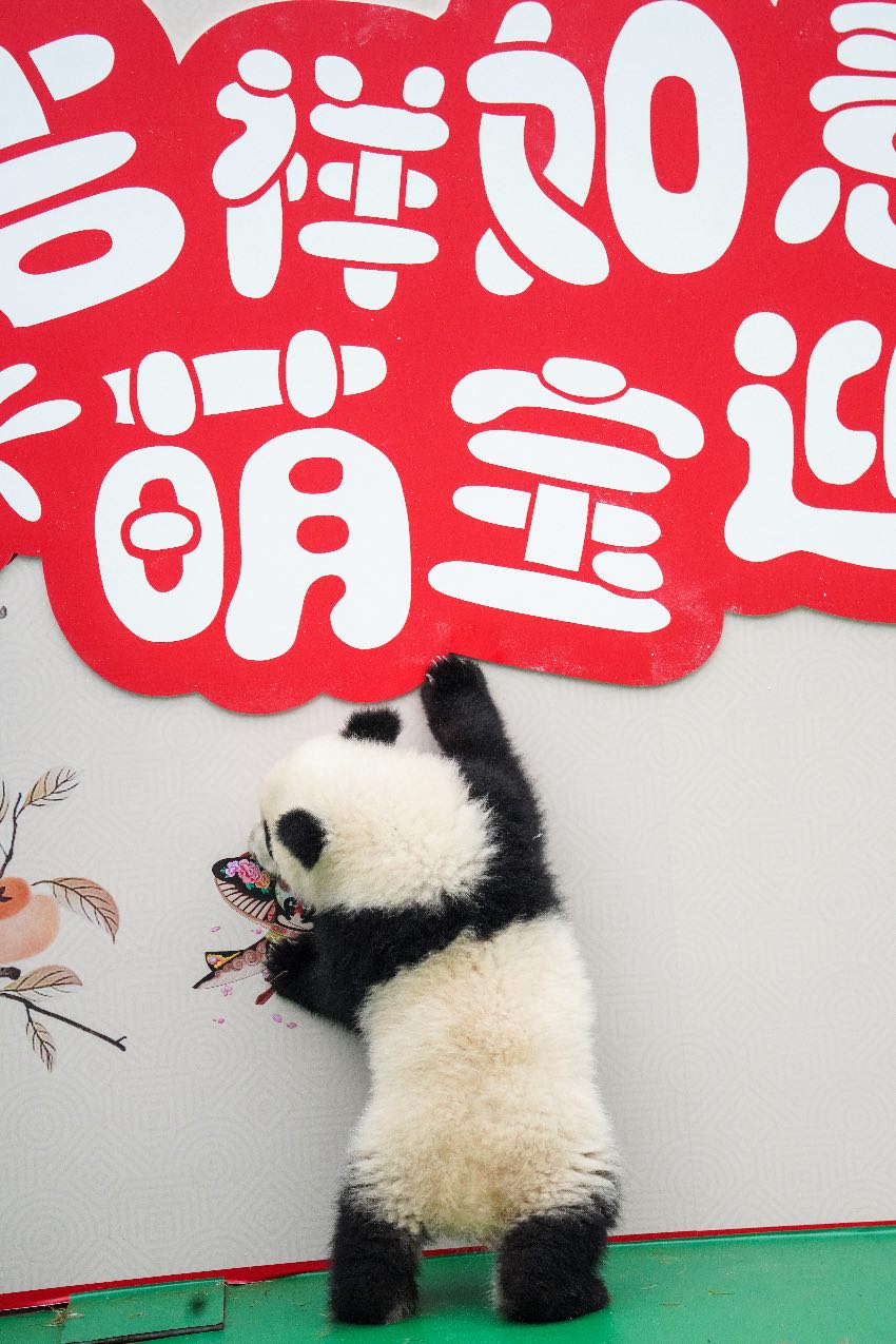 2024級熊貓寶寶集體拜年。大熊貓國家保護研究中心供圖