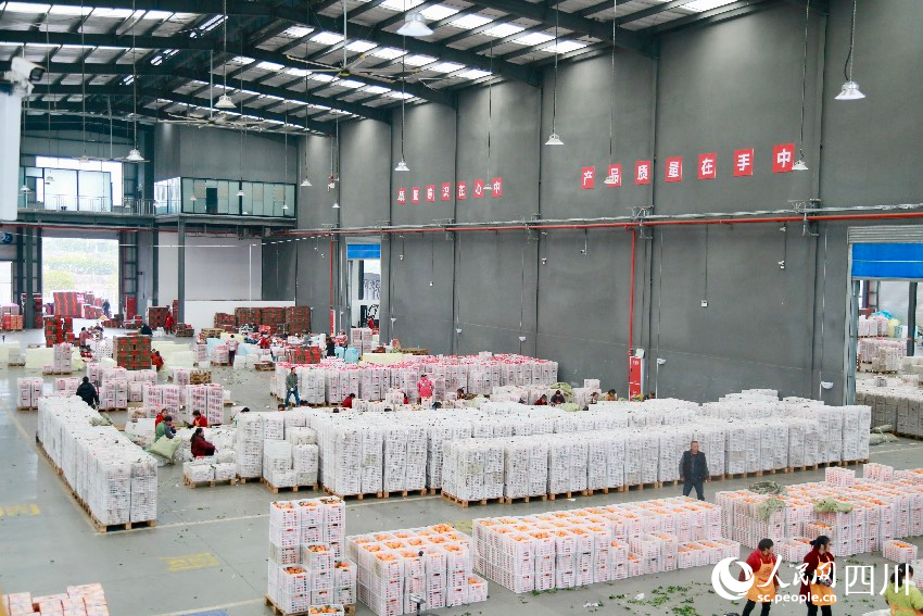 丹棱縣晚熟柑橘物流園區的備案工廠。人民網記者 朱虹攝