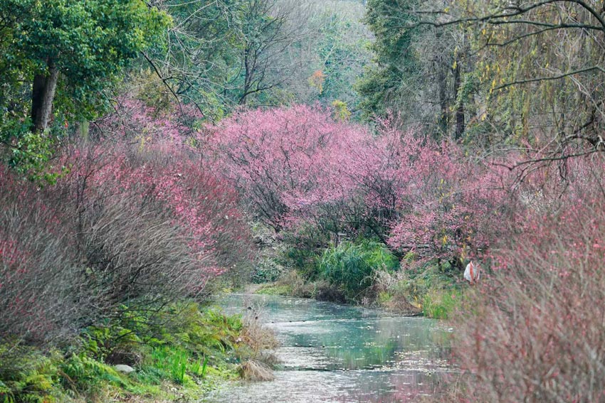 紅梅枝頭春意鬧，春江水暖碧如潮。杜甫草堂供圖