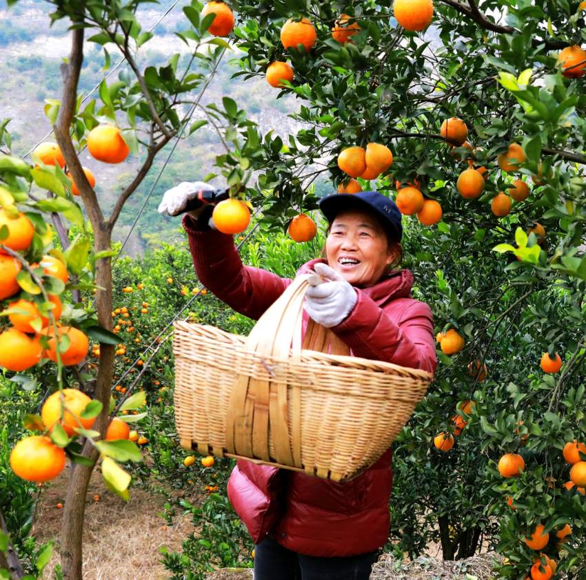 赤水鎮斜口村村民在柑橘園里采摘。曾剛攝