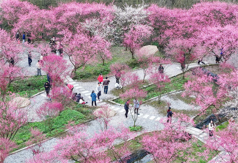 市民利用周末在四川省廣安華鎣市祿市鎮涼水井村生態園游覽灼灼其華的梅花，樂享受春天的氣息和鄉村振興帶來的成果。邱海鷹攝