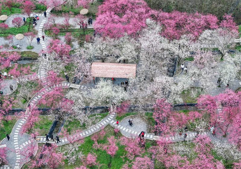 市民利用周末在四川省廣安華鎣市祿市鎮涼水井村生態園游覽灼灼其華的梅花，樂享受春天的氣息和鄉村振興帶來的成果。邱海鷹攝