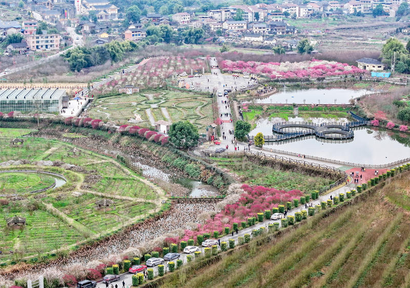 四川省廣安華鎣市祿市鎮涼水井村生態園，競相綻放，吸引不少市民利用周末前來享受春天的氣息和鄉村振興帶來的成果。邱海鷹攝