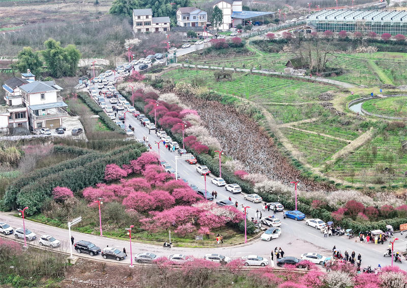 自駕游的市民利用周末在四川省廣安華鎣市祿市鎮涼水井村生態園游覽競相綻放的梅花，樂享受春天的氣息和鄉村振興帶來的成果。邱海鷹攝
