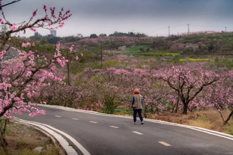 沱江金漁桃緣林盤景區。成都市文廣旅局供圖