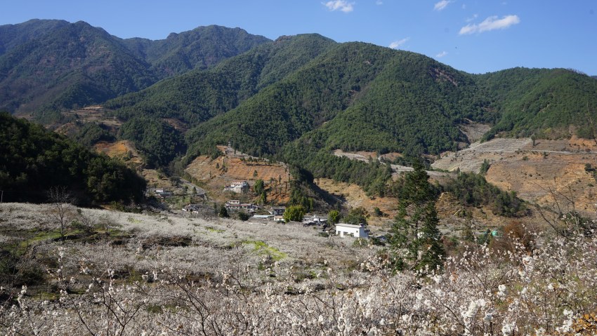 櫻花開滿德昌縣角半村。德昌縣委宣傳部供圖