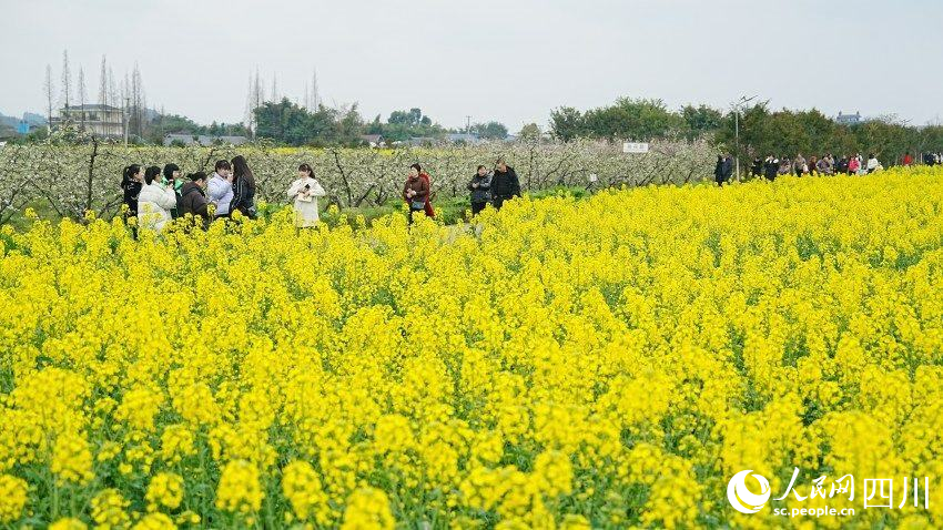 游人們漫步花海間。崔宗喜攝