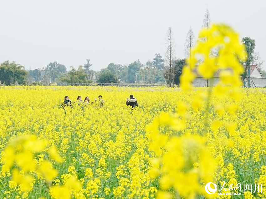 游人們漫步花海拍照打卡。崔宗喜攝