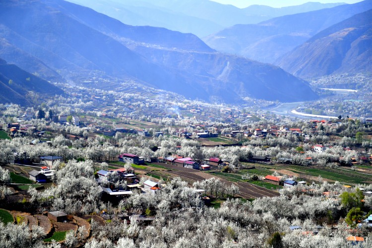 金川梨花與村寨。阿壩州委宣傳部供圖