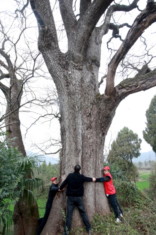 航拍下的古黃連樹神奇壯美（無人機圖片）。