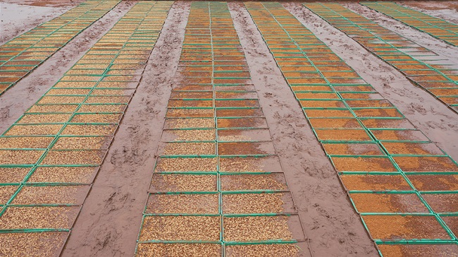 機插秧育秧現場。徐振宇供圖