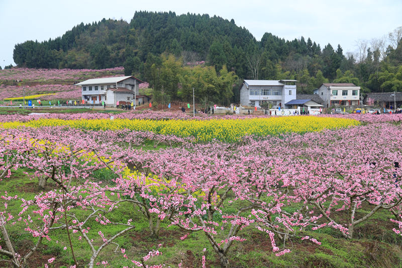 保石鎮第四屆賞花季。受訪者供圖