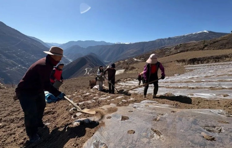村民們正在種土豆。黑水縣融媒體中心供圖