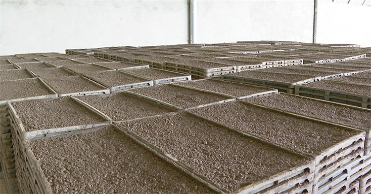 種子在育秧大棚內催芽。綿竹市融媒體中心供圖