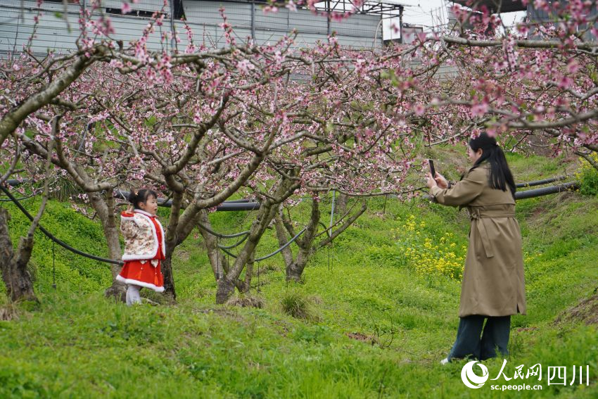 3月21日，四川天府新區眉山片區貴平鎮龍江村桃花次第開放，游客在桃花林游玩賞花。人民網 趙祖樂攝