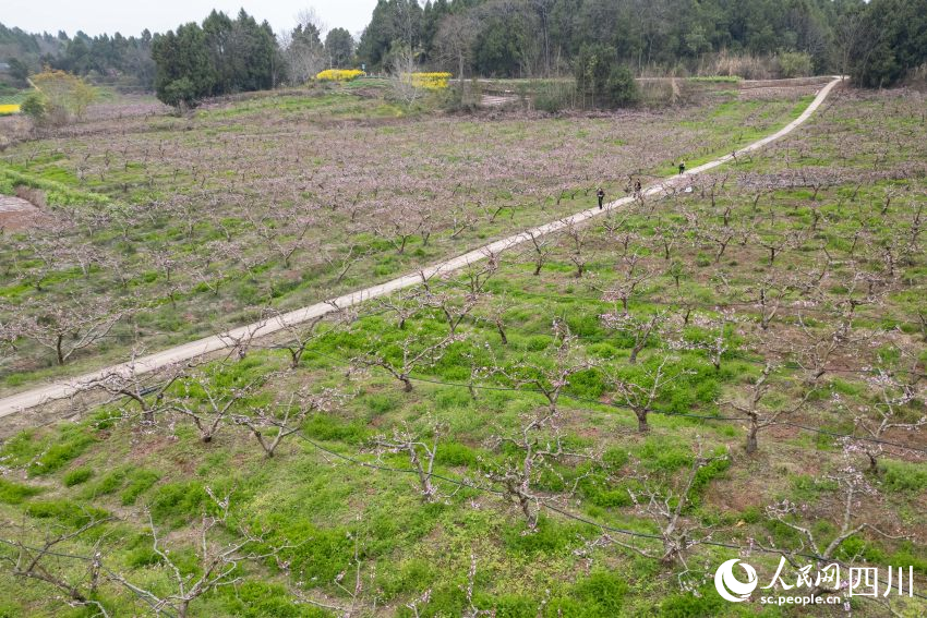 3月21日，四川天府新區眉山片區貴平鎮龍江村桃花次第開放，游客在桃花林游玩賞花。翁光建攝