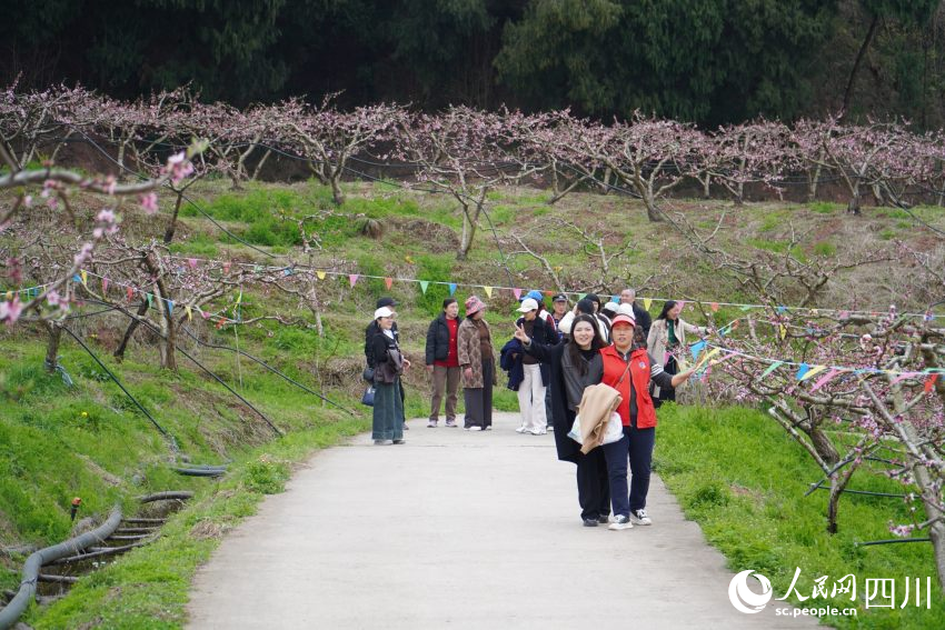 游客在桃花林游玩賞花。人民網 趙祖樂攝