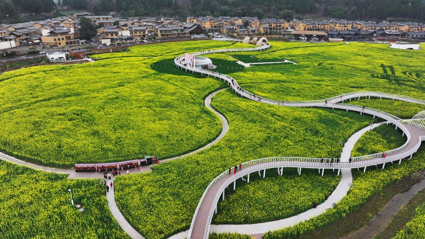 中江縣掛面村油菜花海。肖開豐攝