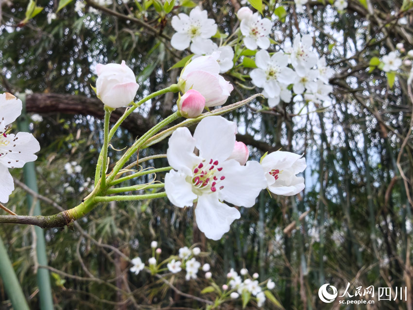 紅苞白花兩相映。人民網記者 劉海天攝