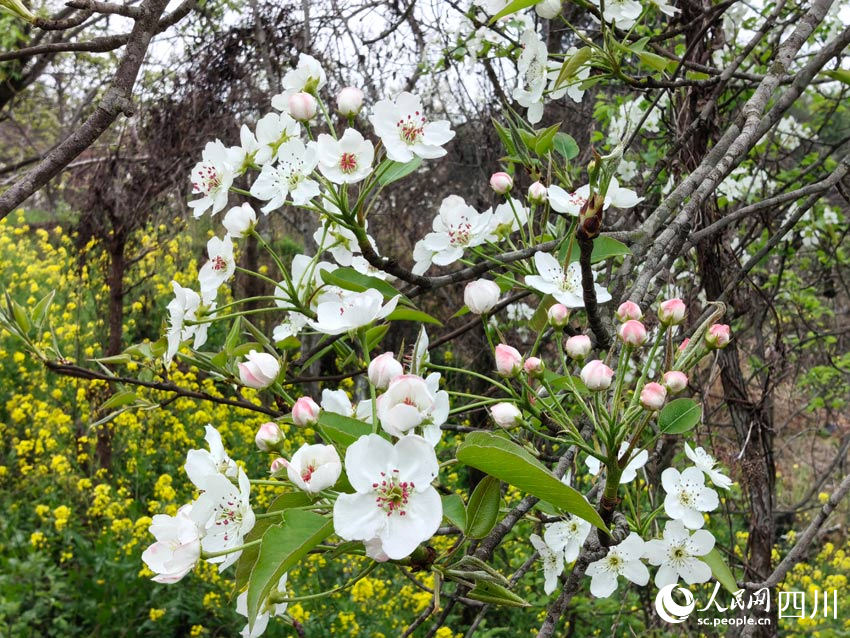 滿樹梨花開燦爛，菜花陪我過春天。人民網記者 劉海天攝