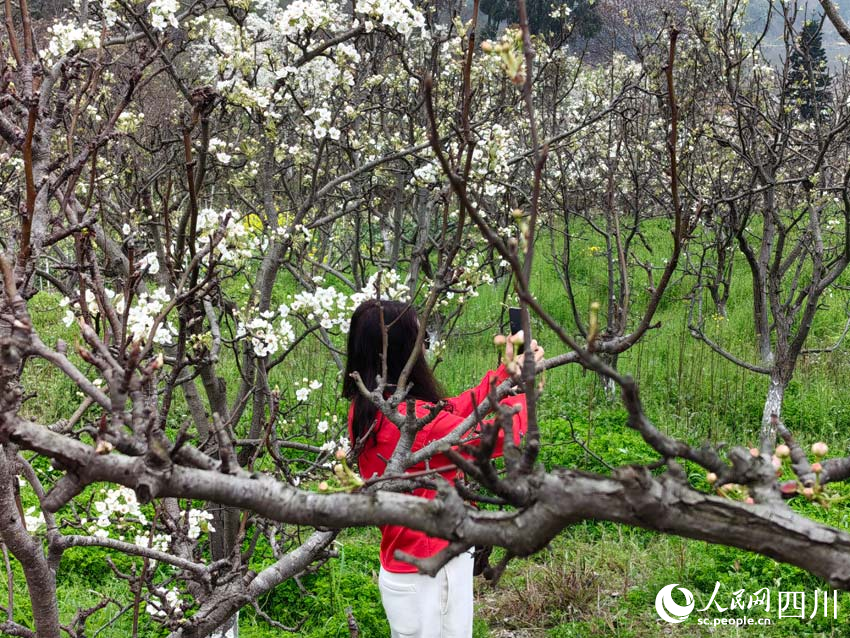 身在梨花畔，心入山水間。人民網記者 劉海天攝