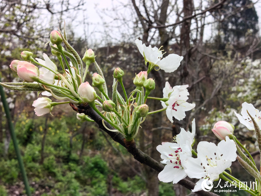 一樹新苞各爭先。人民網記者 劉海天攝
