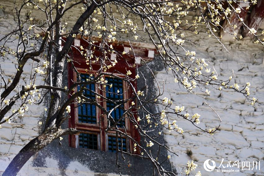 綻放的梨花。人民網記者 朱虹攝